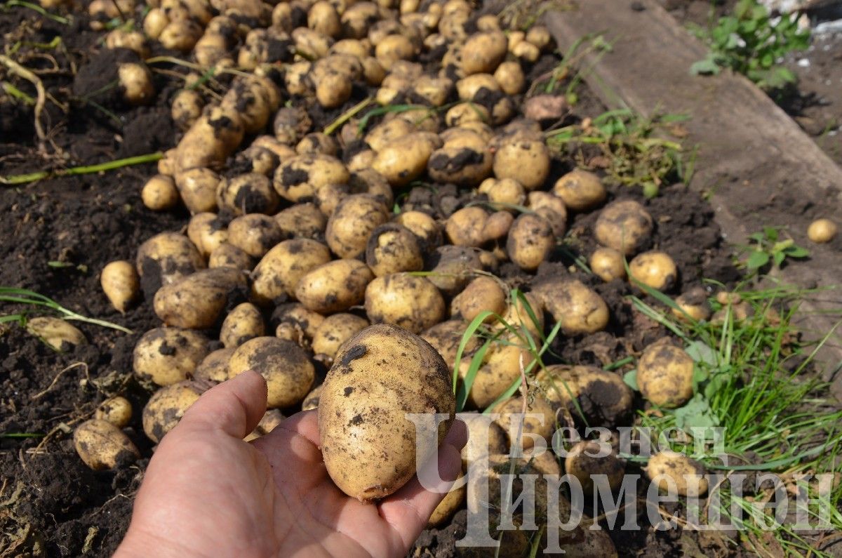 На прошедших выходных черемшанцы потрудились в огородах на славу (ФОТОРЕПОРТАЖ)