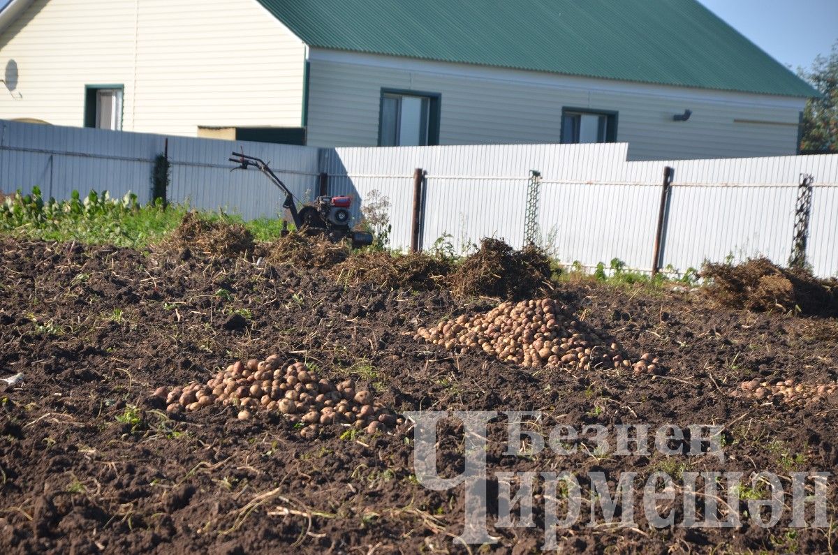 На прошедших выходных черемшанцы потрудились в огородах на славу (ФОТОРЕПОРТАЖ)