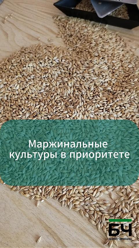 Чирмешән районы хуҗалыкларында көнбагыш басуларын арттырмакчылар