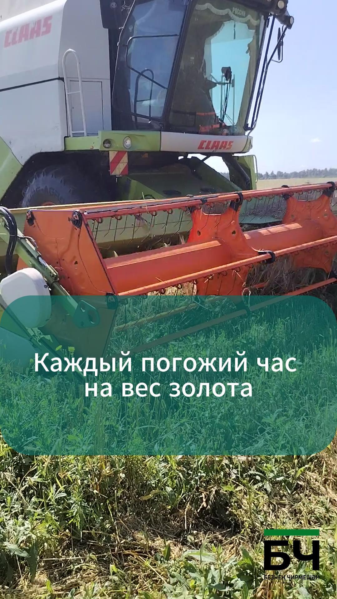 Чирмешәндә уракка төштеләр