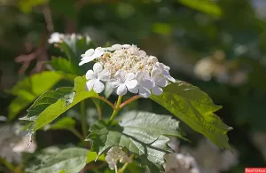 Баланның беренче чәчәкләре күренсә...