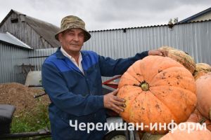 Утызимәнлеләр 45-50 килограммлы кабаклар да үстергәннәр