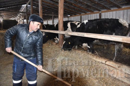 Чирмешәннән Карабаевлар гаиләсе мал асрарга да, умартачылыкка да вакыт таба