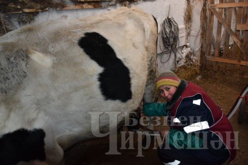 Чирмешәннән Карабаевлар гаиләсе мал асрарга да, умартачылыкка да вакыт таба
