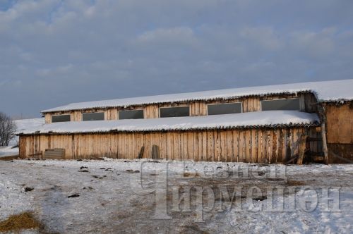 Чирмешәннән Карабаевлар гаиләсе мал асрарга да, умартачылыкка да вакыт таба