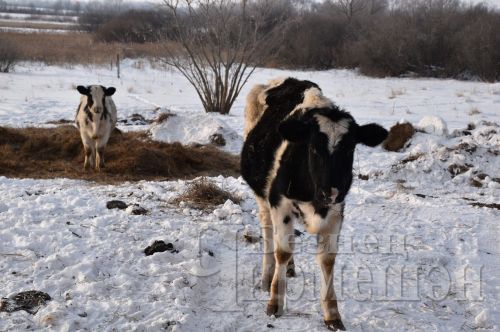 Чирмешәннән Карабаевлар гаиләсе мал асрарга да, умартачылыкка да вакыт таба