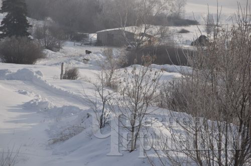 Чирмешәннән Карабаевлар гаиләсе мал асрарга да, умартачылыкка да вакыт таба