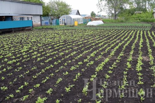 Что можно сажать в октябре, ноябре и даже по снегу?