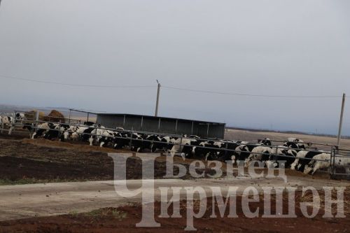 В обществе «Ильхан» одна корова приносит 300 тысяч рублей дохода в год