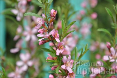 Май аенда аллергия китереп чыгаручы төп әйберләрне атап үткәннәр