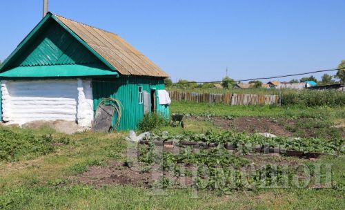 3 ошибки, которые рассада томата не любит