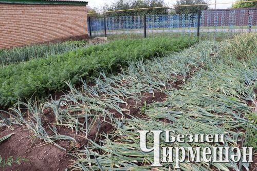 3 верных признака которые указывают на то, что лук созрел и готов к уборке