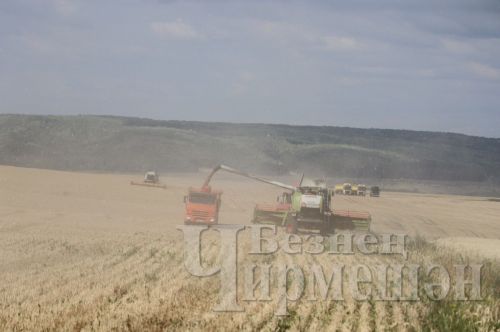 В обществе «БИО-АГРО» нет проблем в уборке зерновых