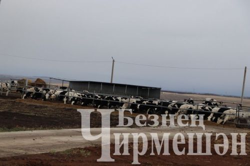 “Ильхан” җәмгыятенә былтыр 300 баш тана алдылар