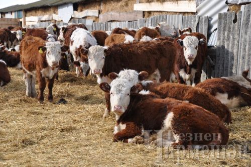 Белгечләр бруцеллез куркынычы турында кисәтәләр