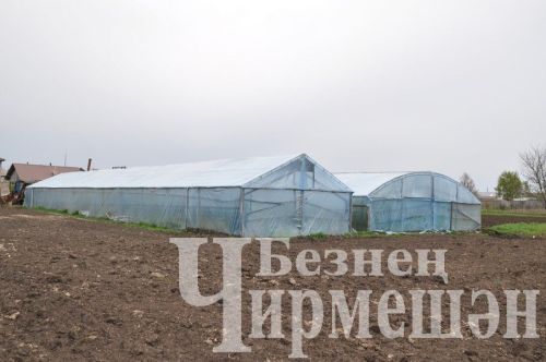 Югары Чегодайдан Галимовларның кыярлары өлгергән дә