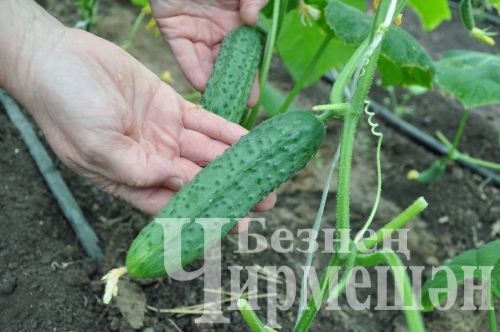Югары Чегодайдан Галимовларның кыярлары өлгергән дә
