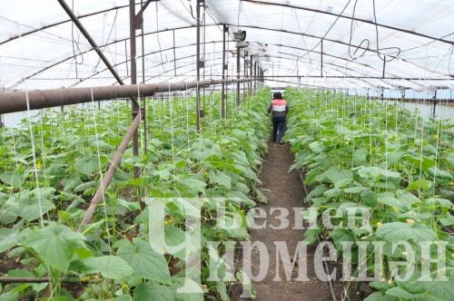 Югары Чегодайдан Галимовларның кыярлары өлгергән дә