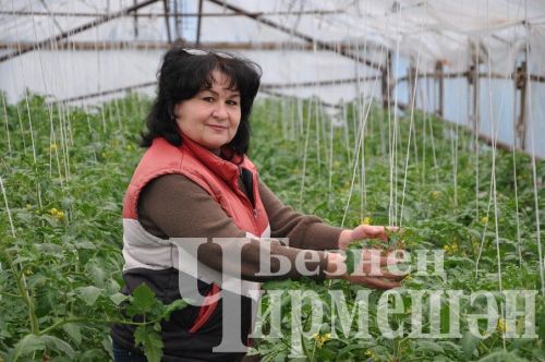 Югары Чегодайдан Галимовларның кыярлары өлгергән дә