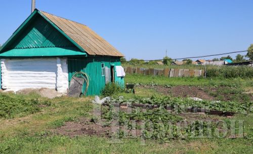 3 ошибки, которые рассада томата не любит