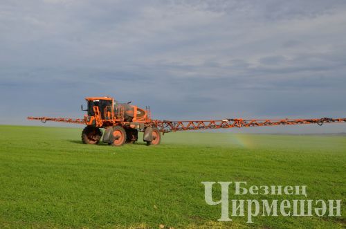 Чирмешән районында көнбагыш басуларының 78,5 процент өлешеннән уңыш җыеп алынган