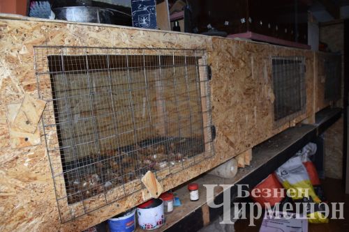 Иске Кадидан Минабовлар тиздән  инкубаторга йомыркалар куялар