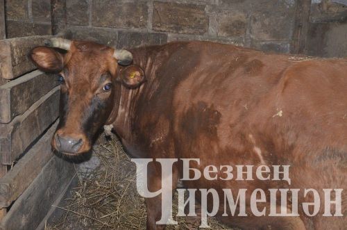 Иске Үтәмештән Иззатуллиннар сөт сатып, айга 75 мең сум керем ала