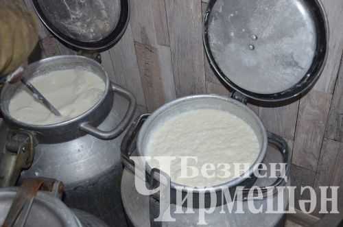 Иске Үтәмештән Иззатуллиннар сөт сатып, айга 75 мең сум керем ала