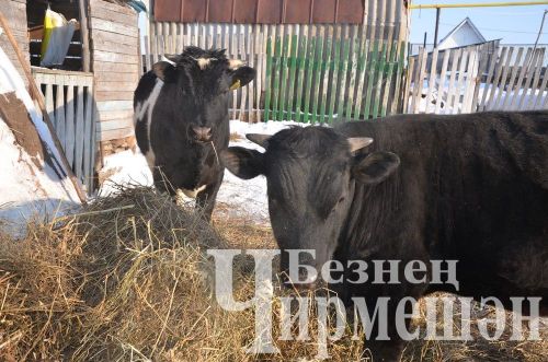 Иске Үтәмештән Иззатуллиннар сөт сатып, айга 75 мең сум керем ала