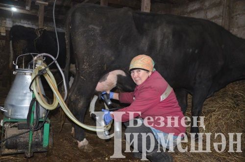 Иске Үтәмештән Иззатуллиннар сөт сатып, айга 75 мең сум керем ала