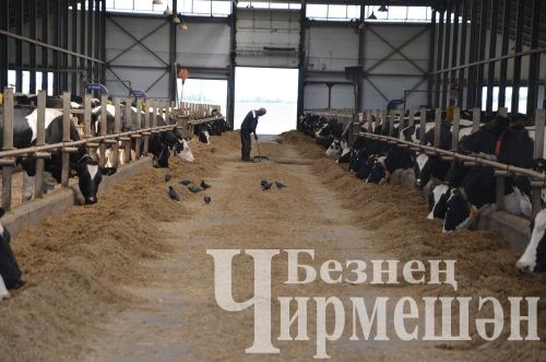 В обществе «Ильхан» Черемшанского района приступили к закладке сенажа