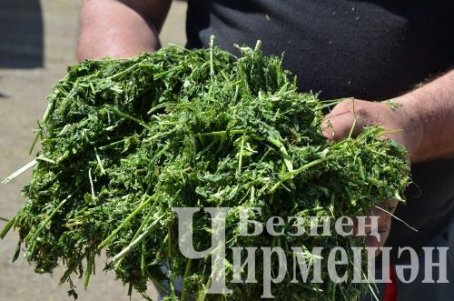 В обществе «Ильхан» Черемшанского района приступили к закладке сенажа