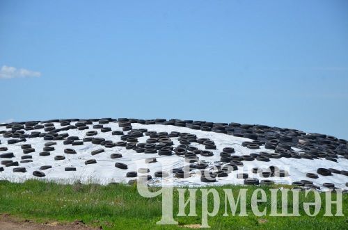 В обществе «Ильхан» Черемшанского района приступили к закладке сенажа