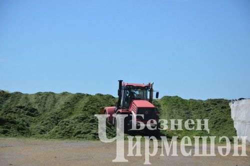 В обществе «Ильхан» Черемшанского района приступили к закладке сенажа