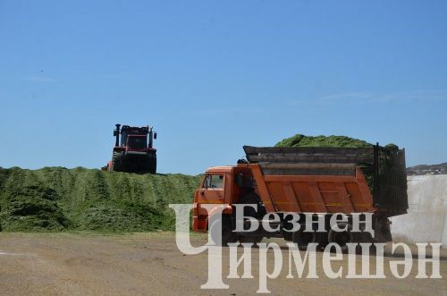 В обществе «Ильхан» Черемшанского района приступили к закладке сенажа