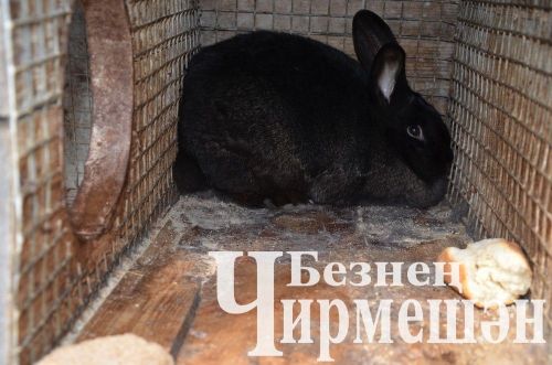Утыз Имәннән Наил Мәгъсүмовның мунчасы да бер комплекс сыман