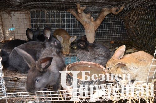 Утыз Имәннән Наил Мәгъсүмовның мунчасы да бер комплекс сыман