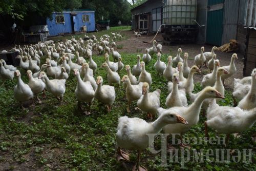 Чирмешәнлеләр бройлерлар өчен дә субсидия алачак