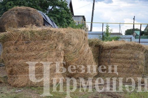 Түбән Кәминкәдән Ибраһимовларда абзарлары буш тормый