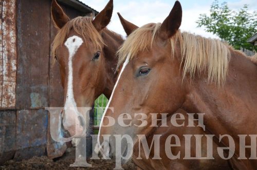 Түбән Кәминкәдән Ибраһимовларда абзарлары буш тормый