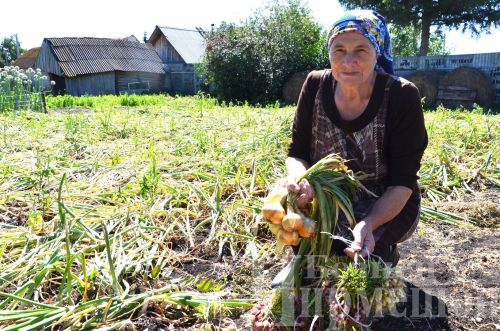 Баш суганның да “тамагы” буш: чирмешәнлеләр суган йолкуга керешмәкче