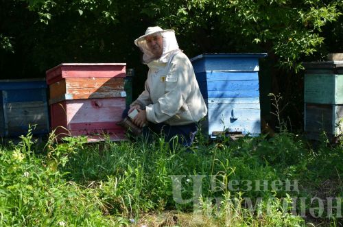 Яшәүчедән Сәлмановлар дүрт фляга бал аертканнар