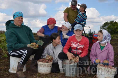 Әккәрәйдән Калмыковлар бакчасында ташбакага, үрдәккә охшаган бәрәңгеләр үскән