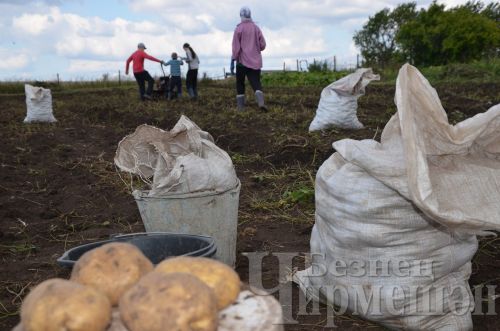 Әккәрәйдән Калмыковлар бакчасында ташбакага, үрдәккә охшаган бәрәңгеләр үскән