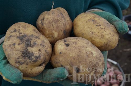Әккәрәйдән Калмыковлар бакчасында ташбакага, үрдәккә охшаган бәрәңгеләр үскән
