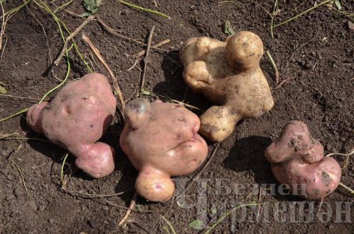 Әккәрәйдән Калмыковлар бакчасында ташбакага, үрдәккә охшаган бәрәңгеләр үскән