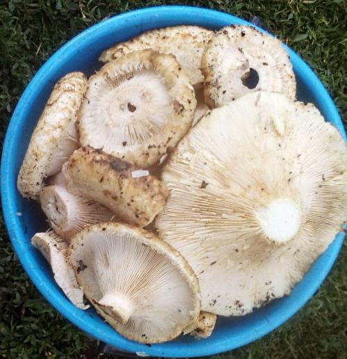 Гөмбә белән агуланмас өчен истә тотарга кирәкле киңәшләр