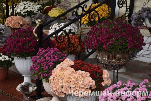 Чирмешәндә Гариповлар ишегалдында 85 чүлмәктә хризантема үсә