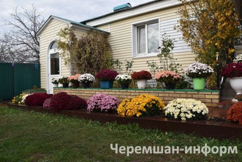 Чирмешәндә Гариповлар ишегалдында 85 чүлмәктә хризантема үсә