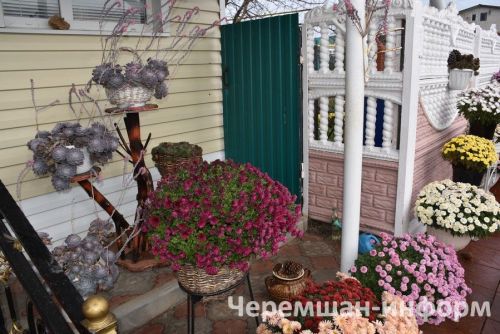 Чирмешәндә Гариповлар ишегалдында 85 чүлмәктә хризантема үсә